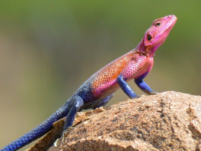 Ошейниковая игуана обыкновенная