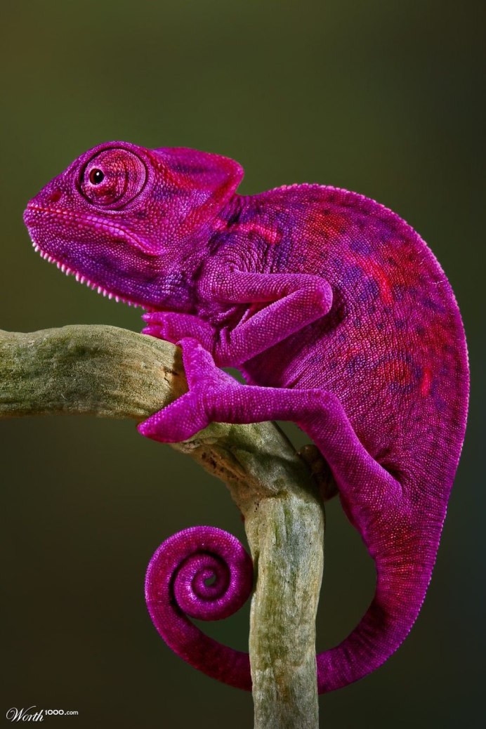 Ящерица хамелеон язык