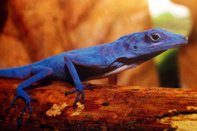 Эублефар лиловый