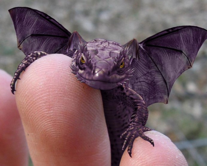 Агама Мванза