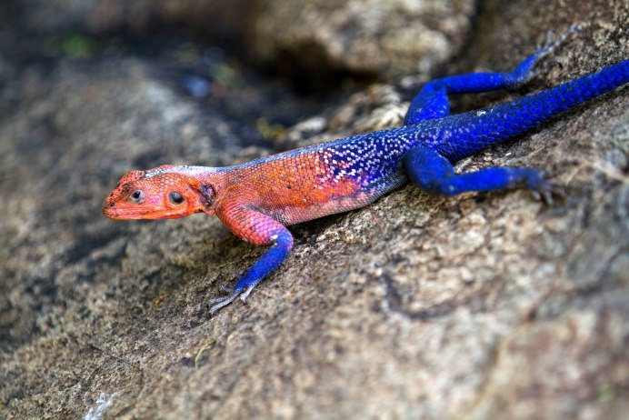 Геккон голубой эублефар