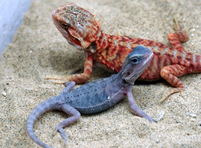 Сенегальский хамелеон