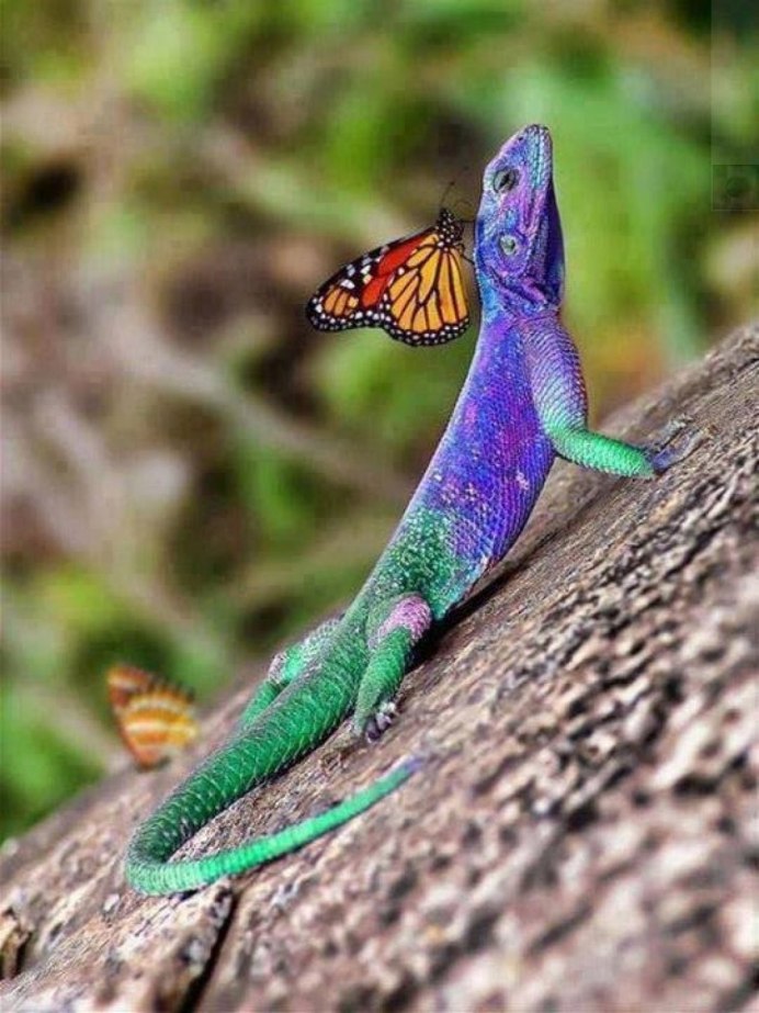 Голубой эублефар ящерица