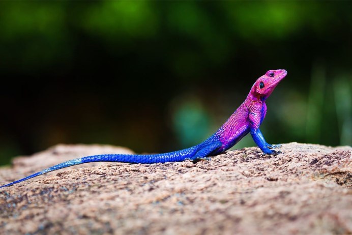 Эублефар fuscus