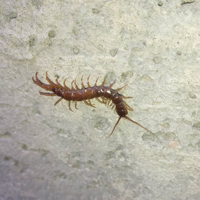 Обыкновенная мухоловка многоножка