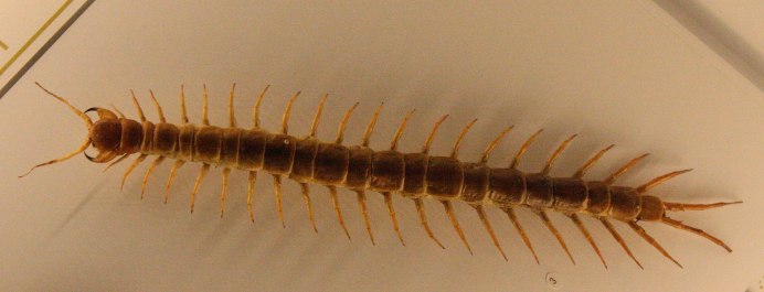 Мокрица Жук