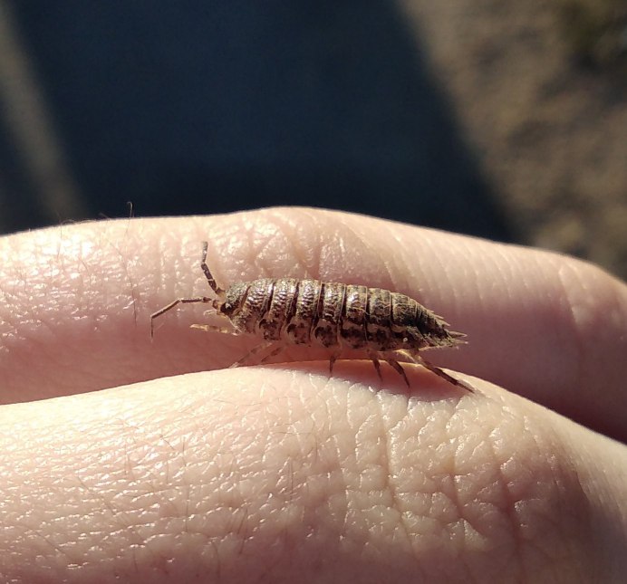 Мокрица сороконожка