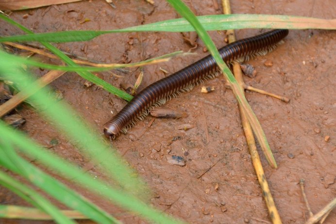 Мокрица насекомое сороконожка