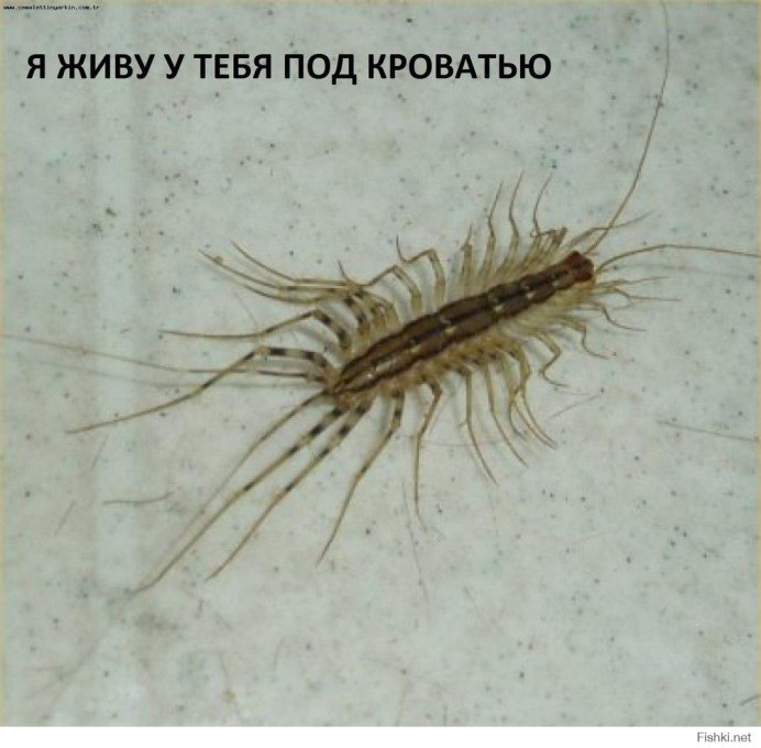 Мухоловка сороконожка личинки