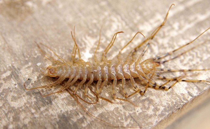 Сороконожка Крымская мухоловка