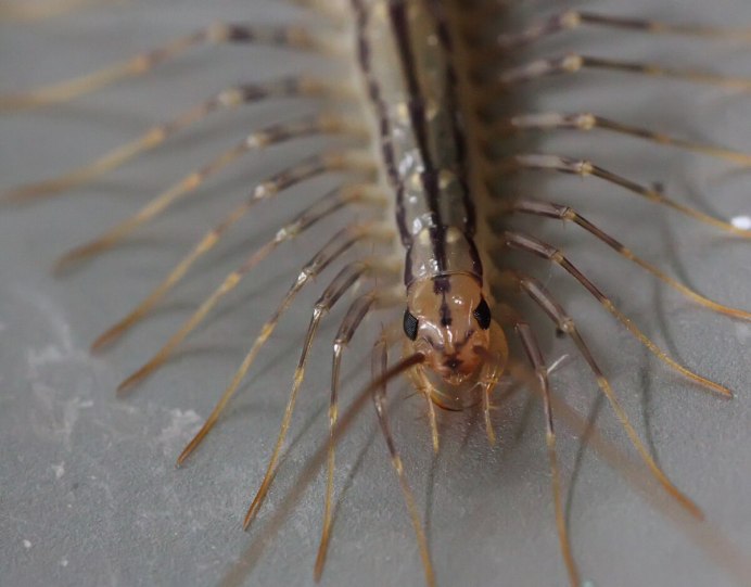 Чешуйница мокрица мухоловка