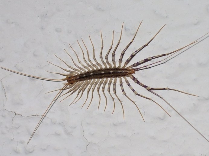 Обыкновенная мухоловка многоножка