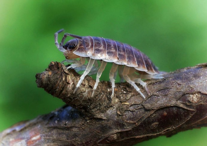 Обыкновенная мухоловка многоножка