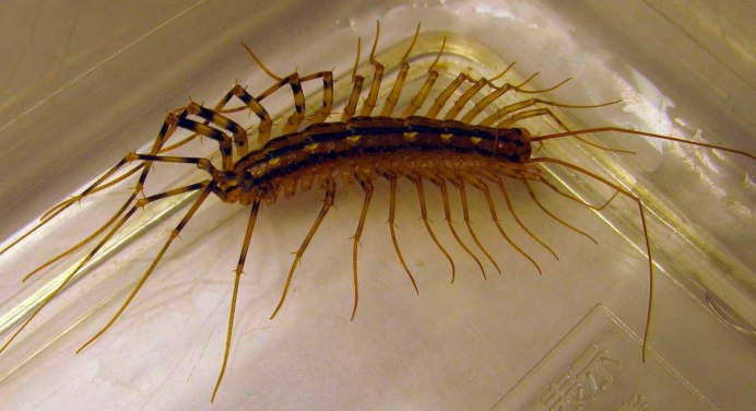 Многоножка обыкновенная насекомое