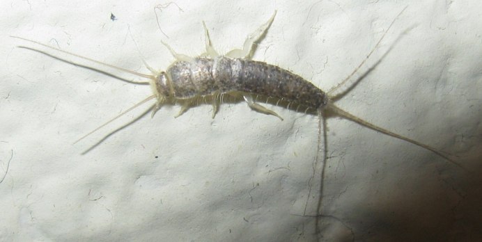 Ресницы муравьиные лапки