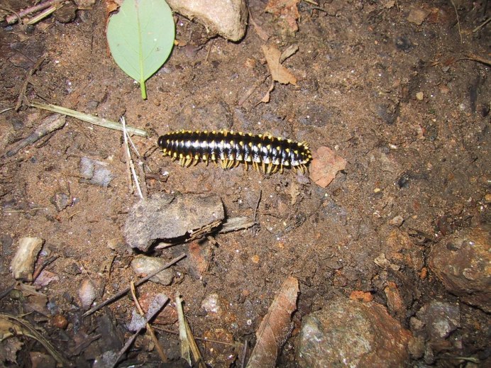 Сороконожка сколопендра мухоловка