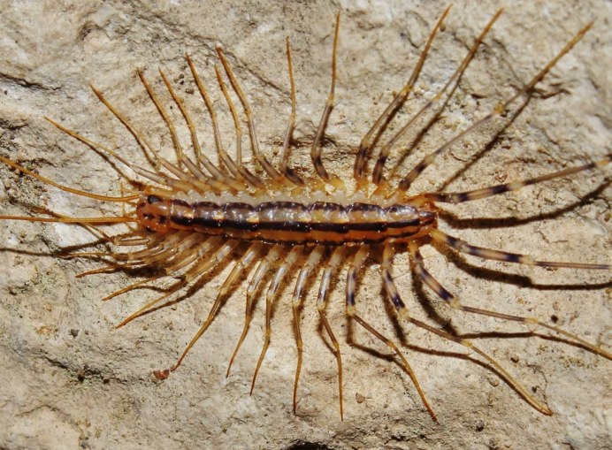 Сороконожка мухоловка обыкновенная