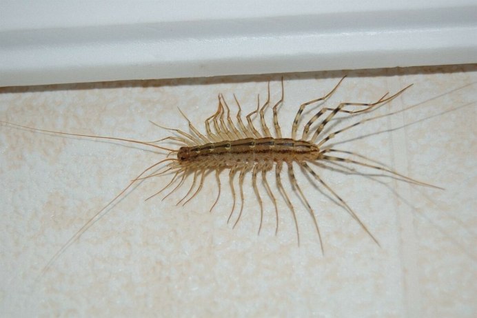 Сколопендра Степная Крымская