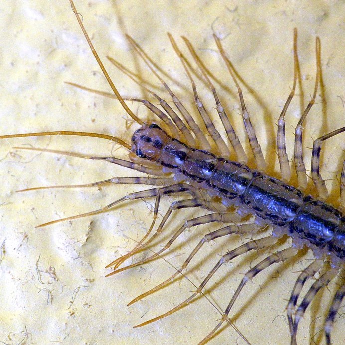 Обыкновенная мухоловка многоножка