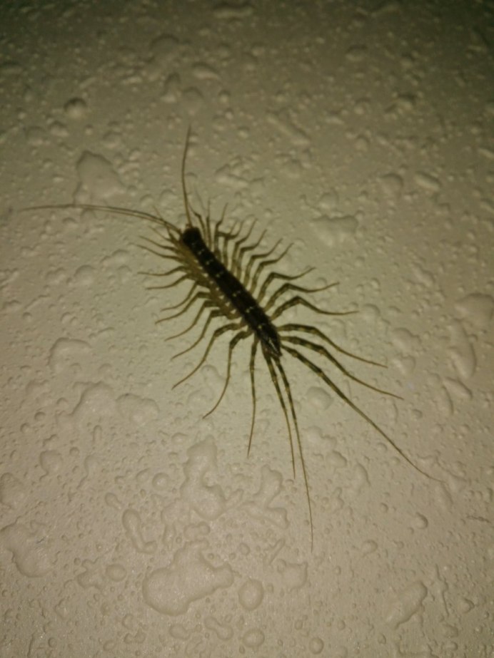 Мокрица сороконожка