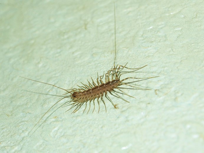 Мокрица сороконожка