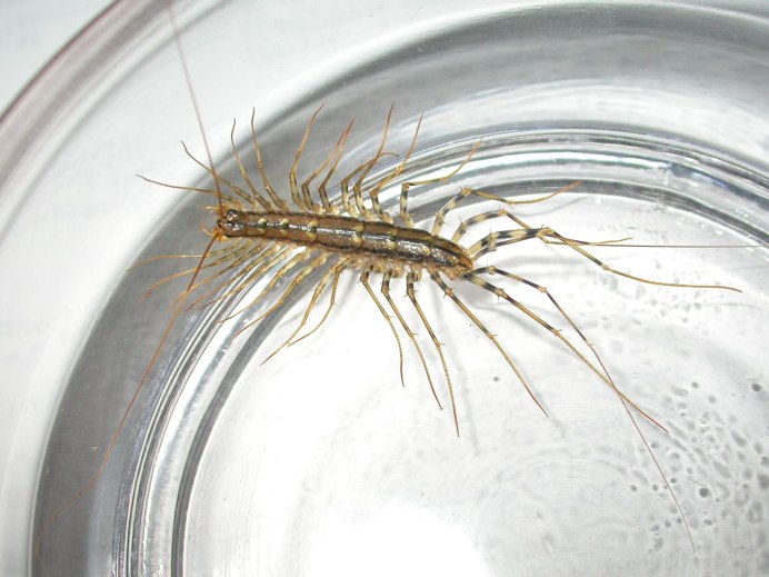 Обыкновенная мухоловка многоножка