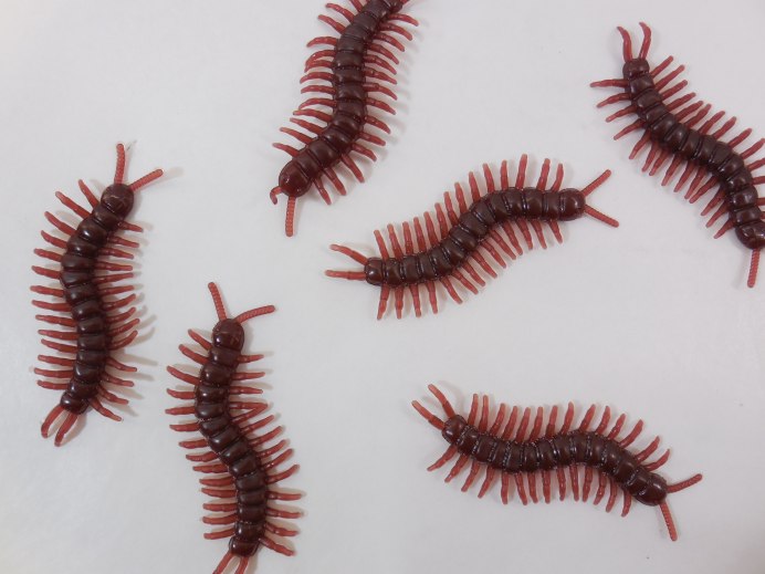 Обыкновенная мухоловка многоножка