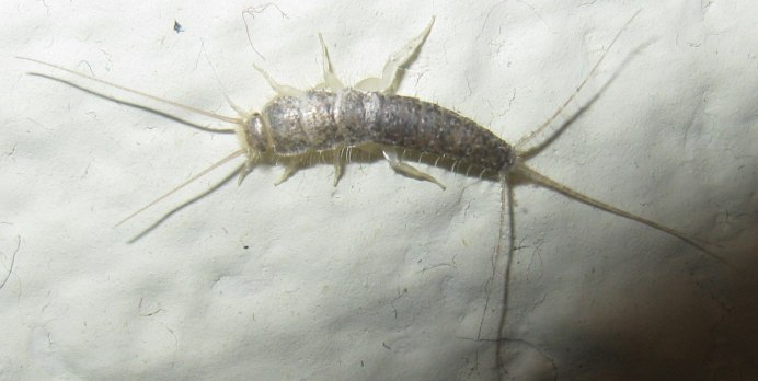 Мухоловка домашняя сколопендра