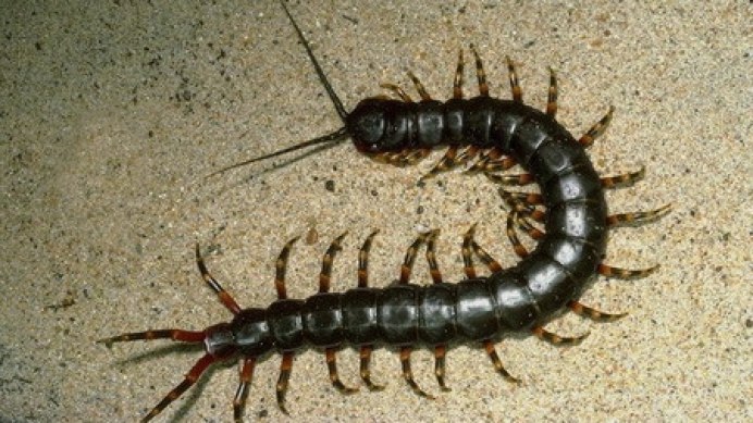 Губоногие многоножки