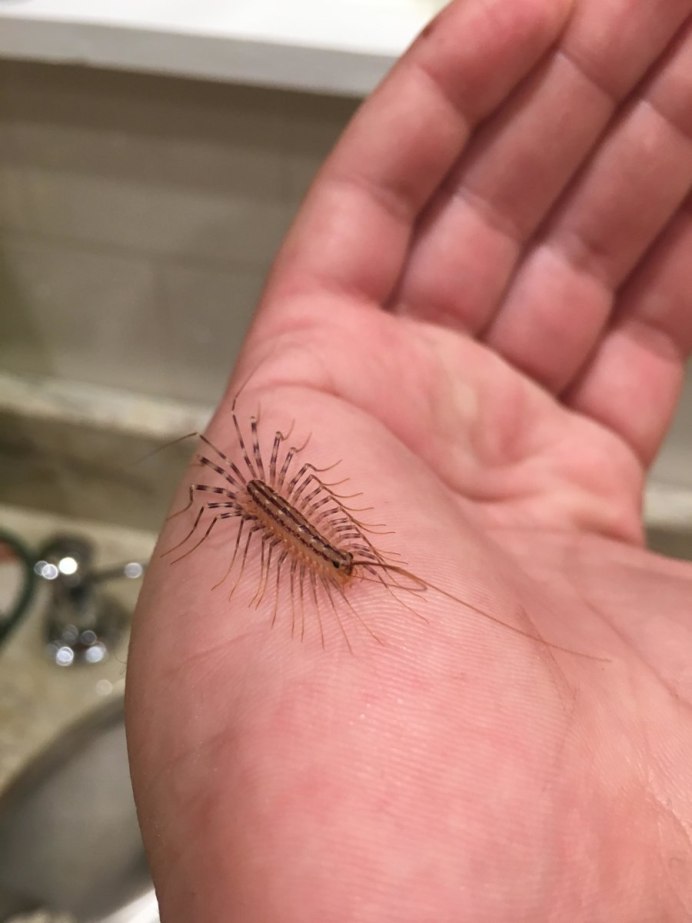 Скутигера вид снизу