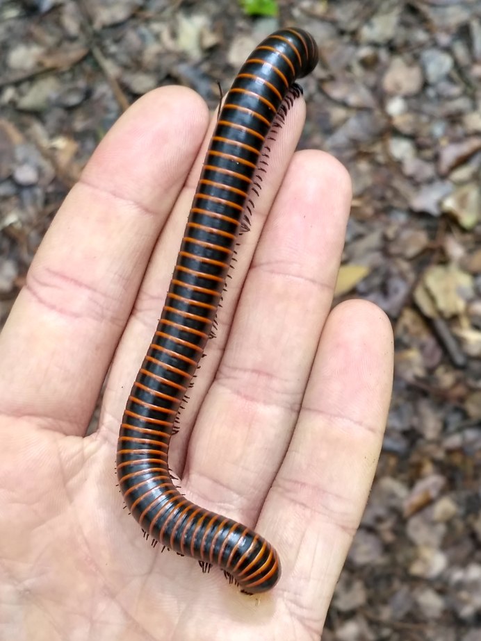 Мокрица сколопендра