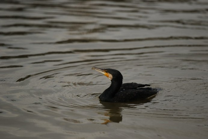 Черная птица на воде