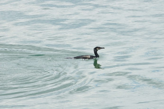 Баклан под водой