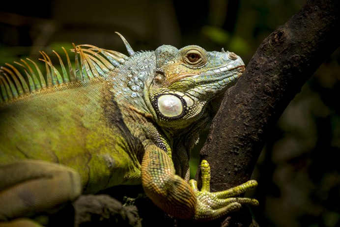 Brachylophus Vitiensis