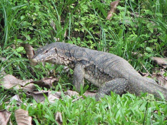 Артикул Maury Iguana