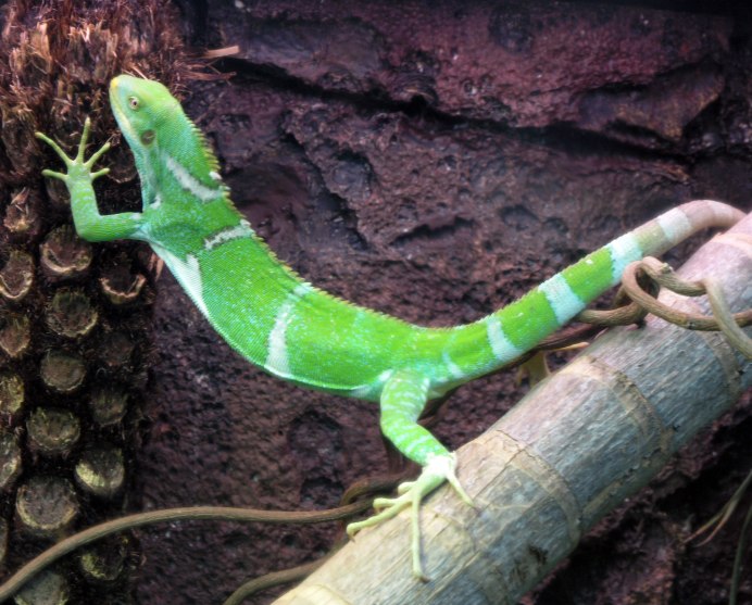 Brachylophus fasciatus — полосатая фиджийская игуана