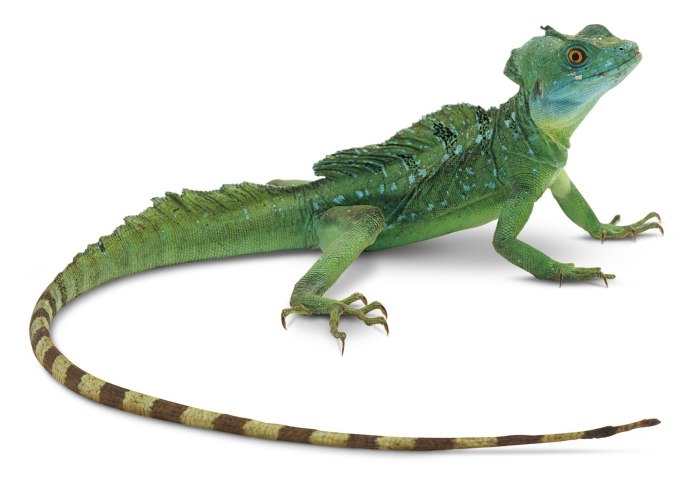 Brachylophus fasciatus — полосатая фиджийская игуана
