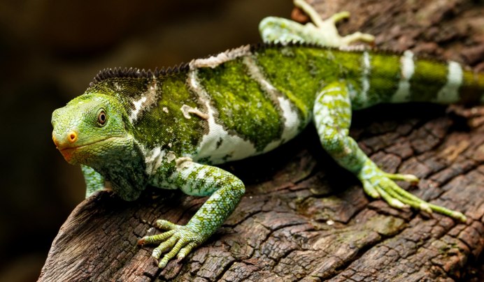 Brachylophus Vitiensis