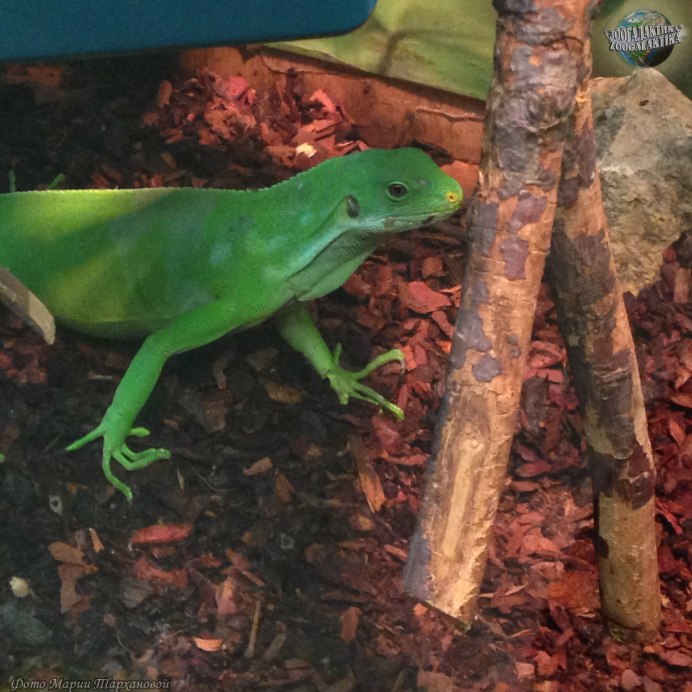 Brachylophus Vitiensis