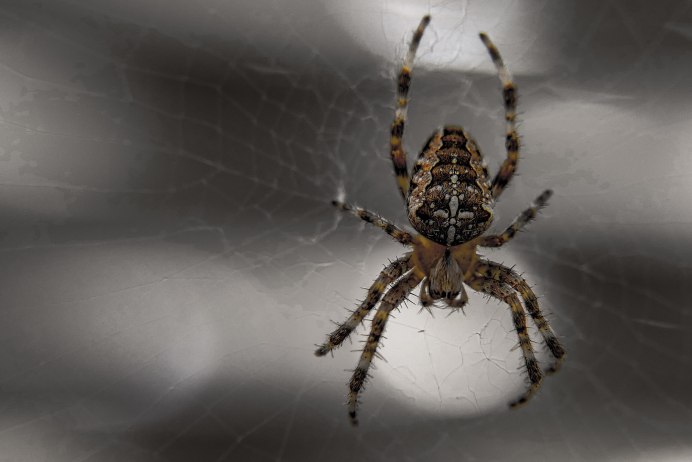 Паук Bagheera kiplingi