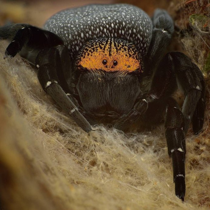 Сиднейский лейкопаутинный паук