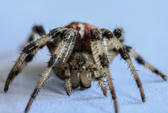 Арахнид паук ядовит