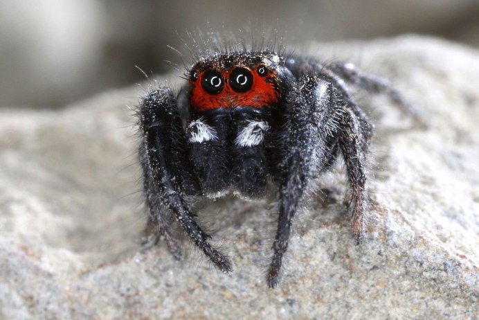 Паучий шелк