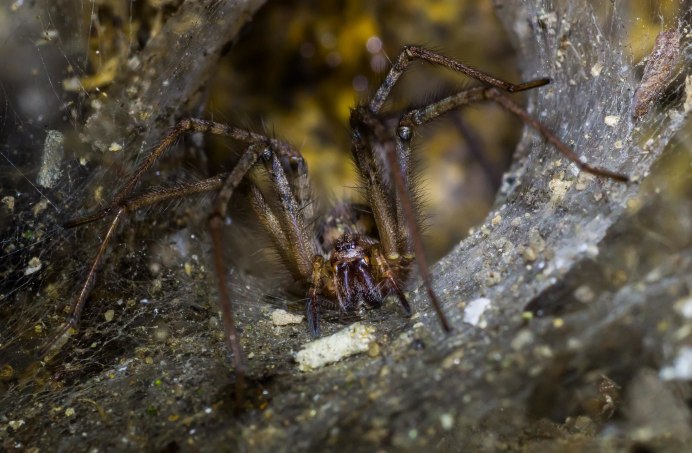 Брахипельма пульхра