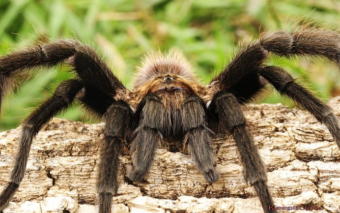 Страшные пауки