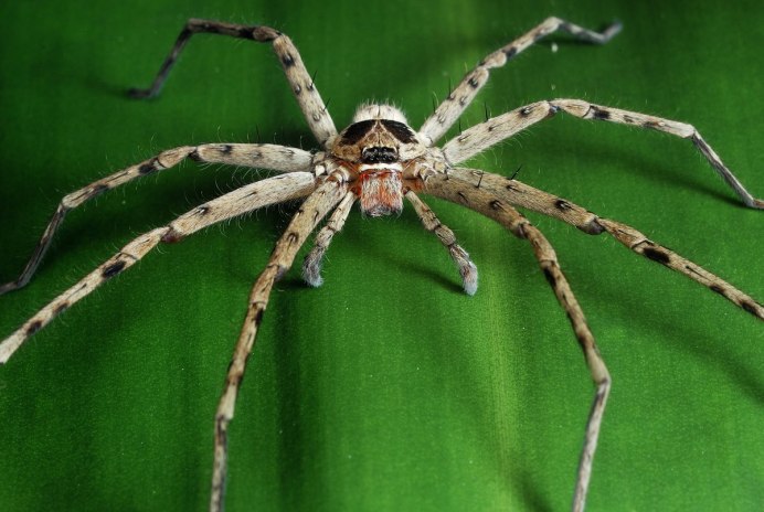 Araneus Quadratus Луговой крестовик