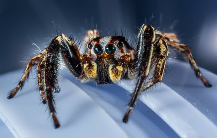 Sparassidae паук