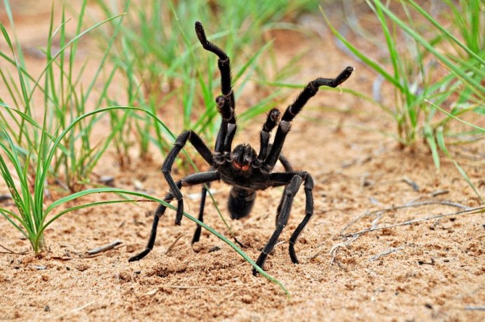 Паучок на паутине