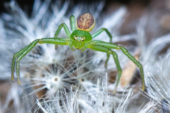Паук могильщик