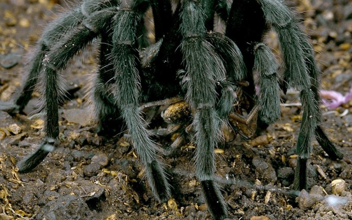 Пауков Amarobia